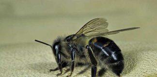 Researchers deconstruct bee stinger to help develop tiny medical devices
