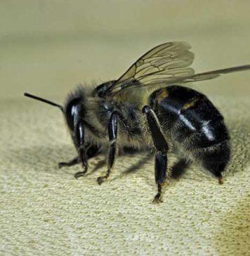 Researchers deconstruct bee stinger to help develop tiny medical devices