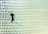 Research informs WHO malaria net guideline update