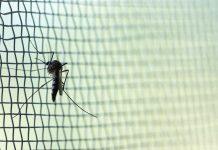 Research informs WHO malaria net guideline update