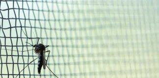 Research informs WHO malaria net guideline update