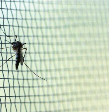 Research informs WHO malaria net guideline update