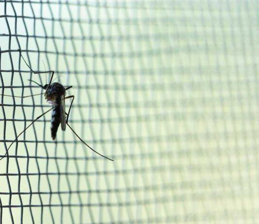 Research informs WHO malaria net guideline update