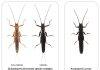 When cheating pays – survival strategy of insect uncovered