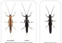 When cheating pays – survival strategy of insect uncovered
