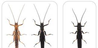 When cheating pays – survival strategy of insect uncovered