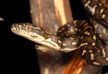 Australian woman found with python parasite in her brain