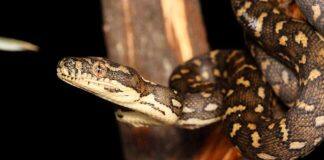 Australian woman found with python parasite in her brain