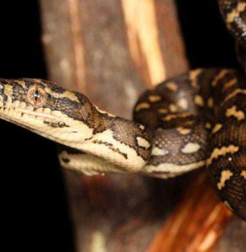 Australian woman found with python parasite in her brain