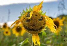 Why new mothers are more likely to see faces in everyday objects