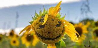 Why new mothers are more likely to see faces in everyday objects