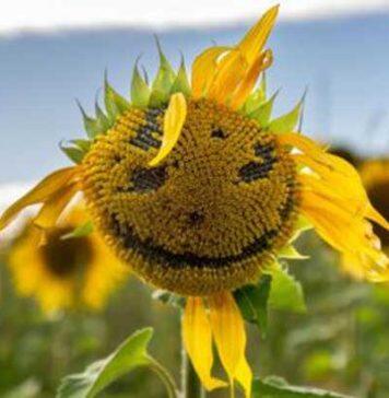 Why new mothers are more likely to see faces in everyday objects