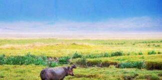 New research reveals why and when the Sahara Desert was green