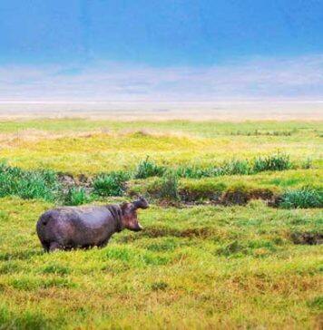 New research reveals why and when the Sahara Desert was green