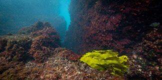 Extreme temperatures push oceans into uncharted waters