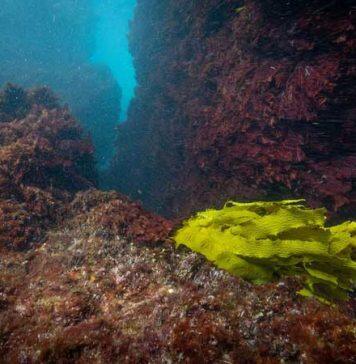 Extreme temperatures push oceans into uncharted waters