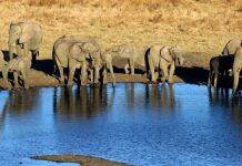 Scientists uncover cause of mysterious deaths of elephants in Zimbabwe