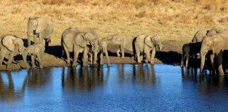 Scientists uncover cause of mysterious deaths of elephants in Zimbabwe