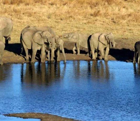 Scientists uncover cause of mysterious deaths of elephants in Zimbabwe