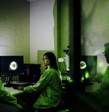 Study uncovers how the gut’s microbiome boosts immune system development