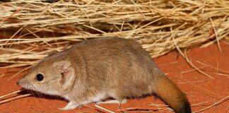Research reveals three new marsupial species – though all likely extinct