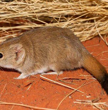 Research reveals three new marsupial species – though all likely extinct
