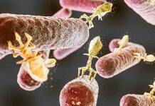 Scientists uncover new way viruses fight back against bacteria