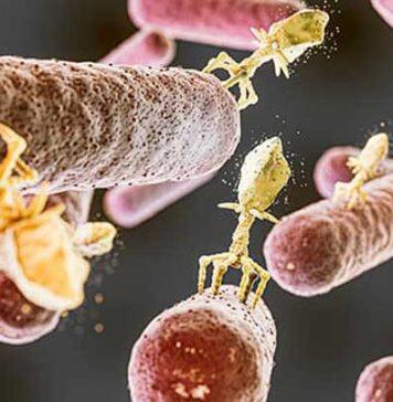 Scientists uncover new way viruses fight back against bacteria