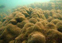 UQ to create new coral reef protection tool