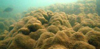 UQ to create new coral reef protection tool