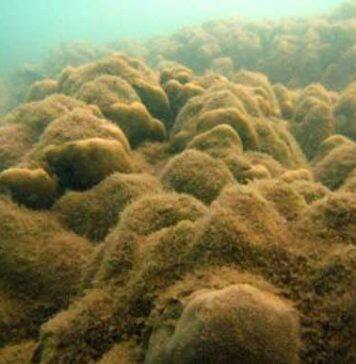 UQ to create new coral reef protection tool