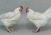 Gene-edited chickens in fight against bird flu