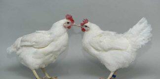 Gene-edited chickens in fight against bird flu