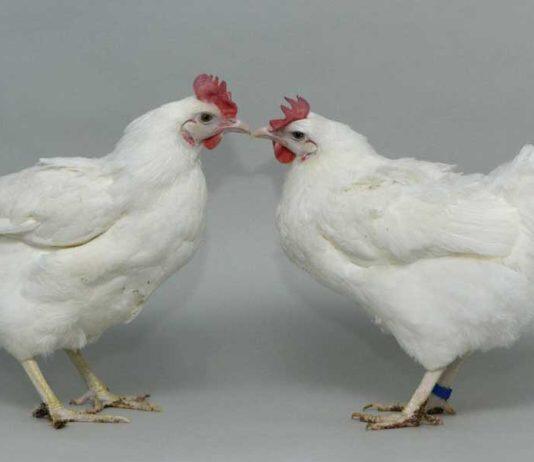 Gene-edited chickens in fight against bird flu