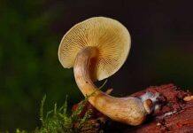 Mushroom-derived materials could offer benefits for developing nations in Africa