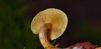 Mushroom-derived materials could offer benefits for developing nations in Africa