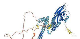 Researchers use powerful AI tool to gain new insights into protein structures