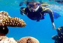 Scientists to explore why some corals can ‘take the heat’