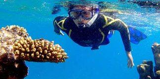 Scientists to explore why some corals can ‘take the heat’