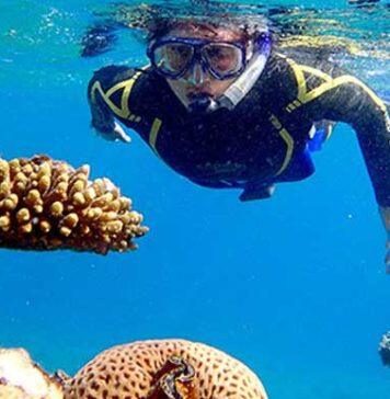 Scientists to explore why some corals can ‘take the heat’