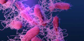 Expert Brian Coombes on what you need to know about Salmonella