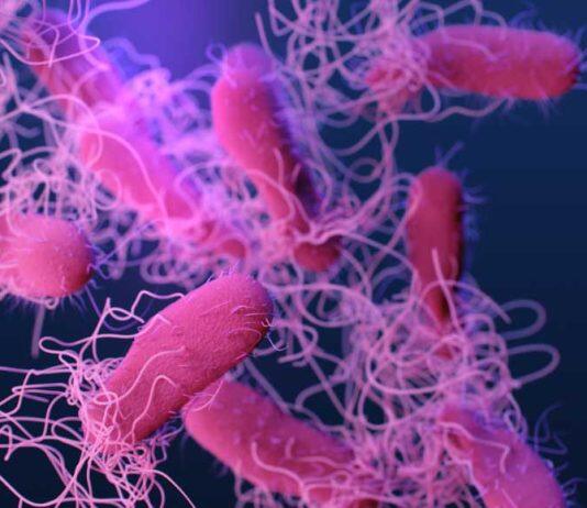 Expert Brian Coombes on what you need to know about Salmonella