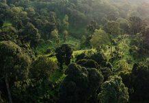 Forests are vital to help reduce atmospheric CO2