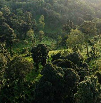 Forests are vital to help reduce atmospheric CO2