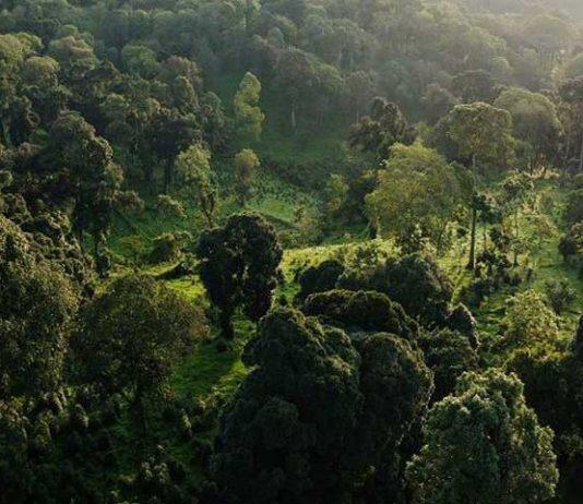 Forests are vital to help reduce atmospheric CO2