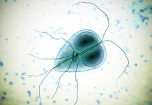 Drug resistance may make common infections untreatable