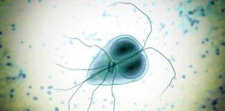 Drug resistance may make common infections untreatable