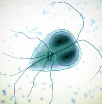 Drug resistance may make common infections untreatable