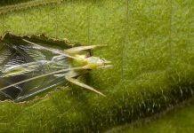 Animals like crickets use the ground to amplify calls: Western study