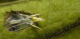 Animals like crickets use the ground to amplify calls: Western study